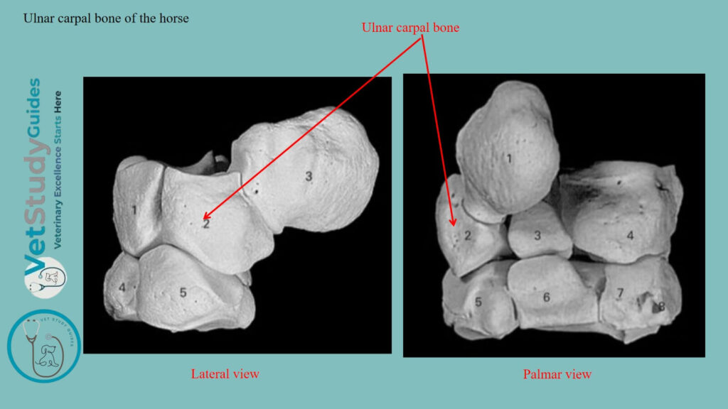 Ulnar carpal bone of the horse