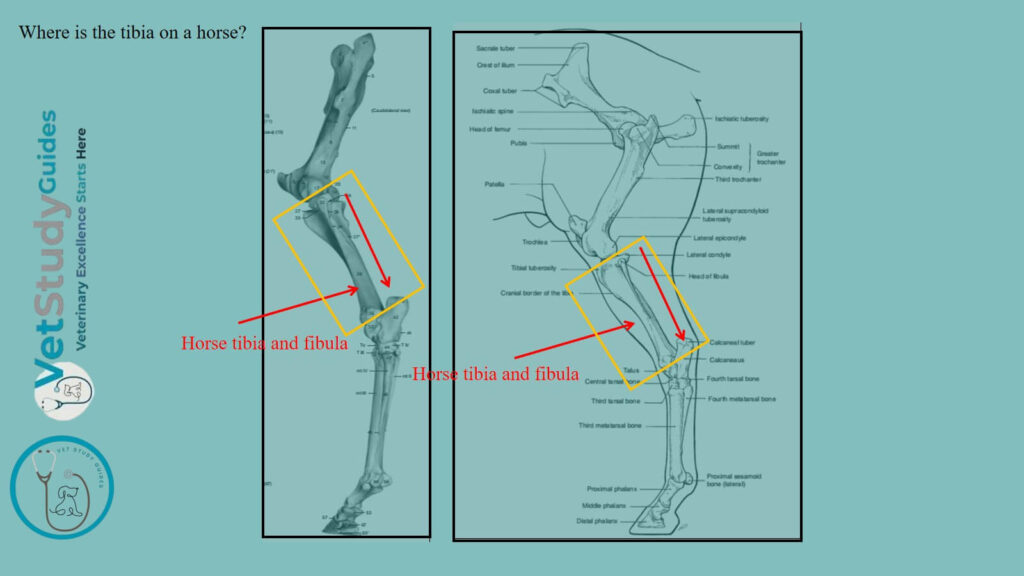 Where is the tibia on a horse
