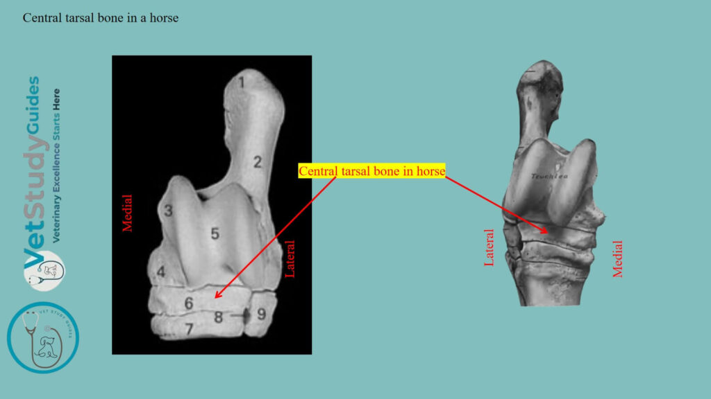 Central tarsal bone in a horse