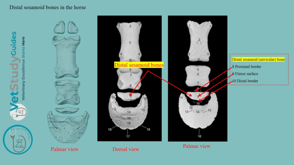 Distal sesamoid bones in the horse