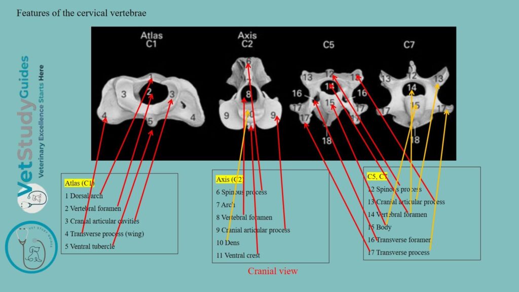 Features of the cervical vertebrae