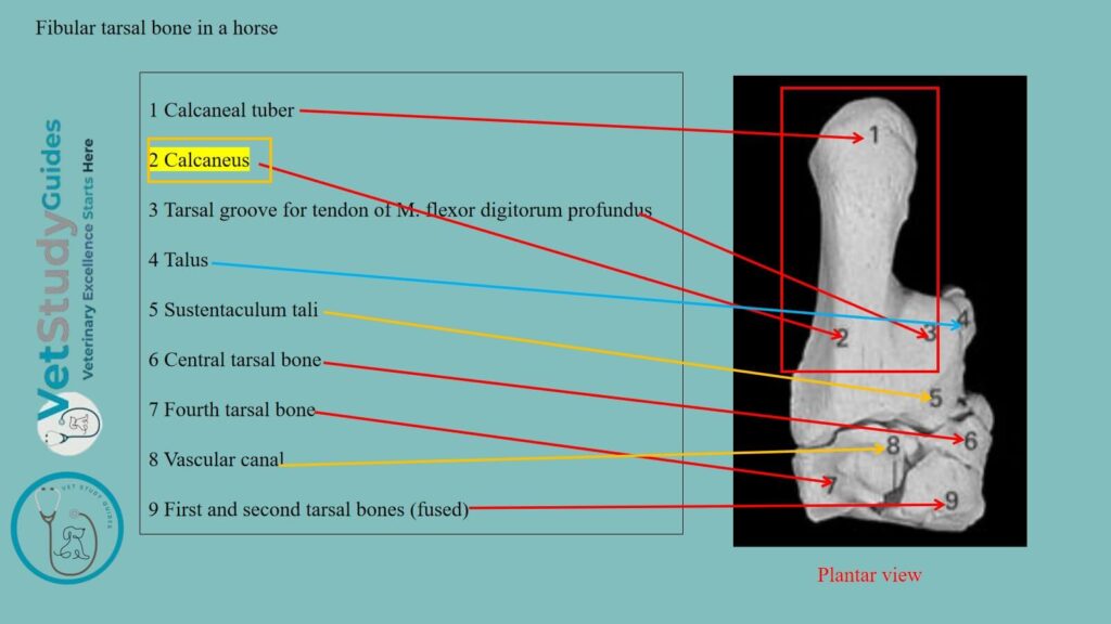 Fibular tarsal bone in a horse