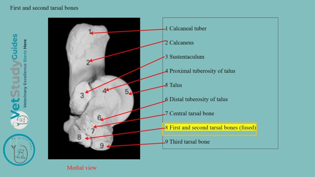First and second tarsal bones