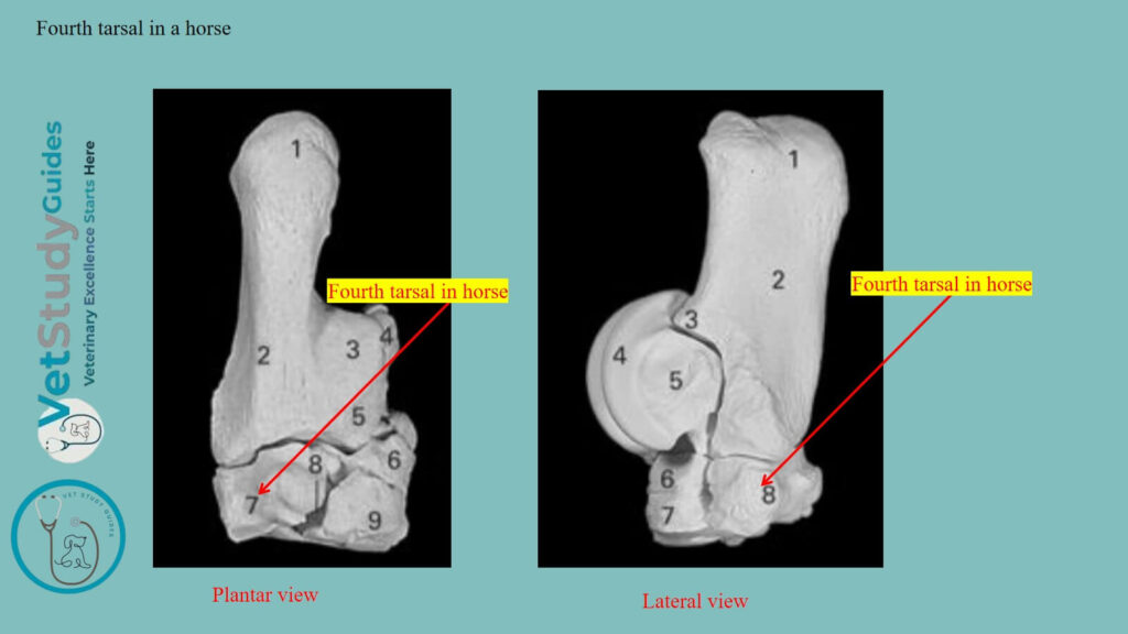 Fourth tarsal in a horse