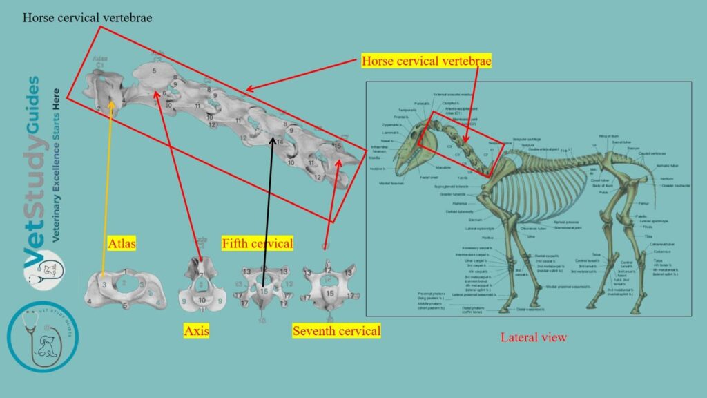 Horse cervical vertebrae