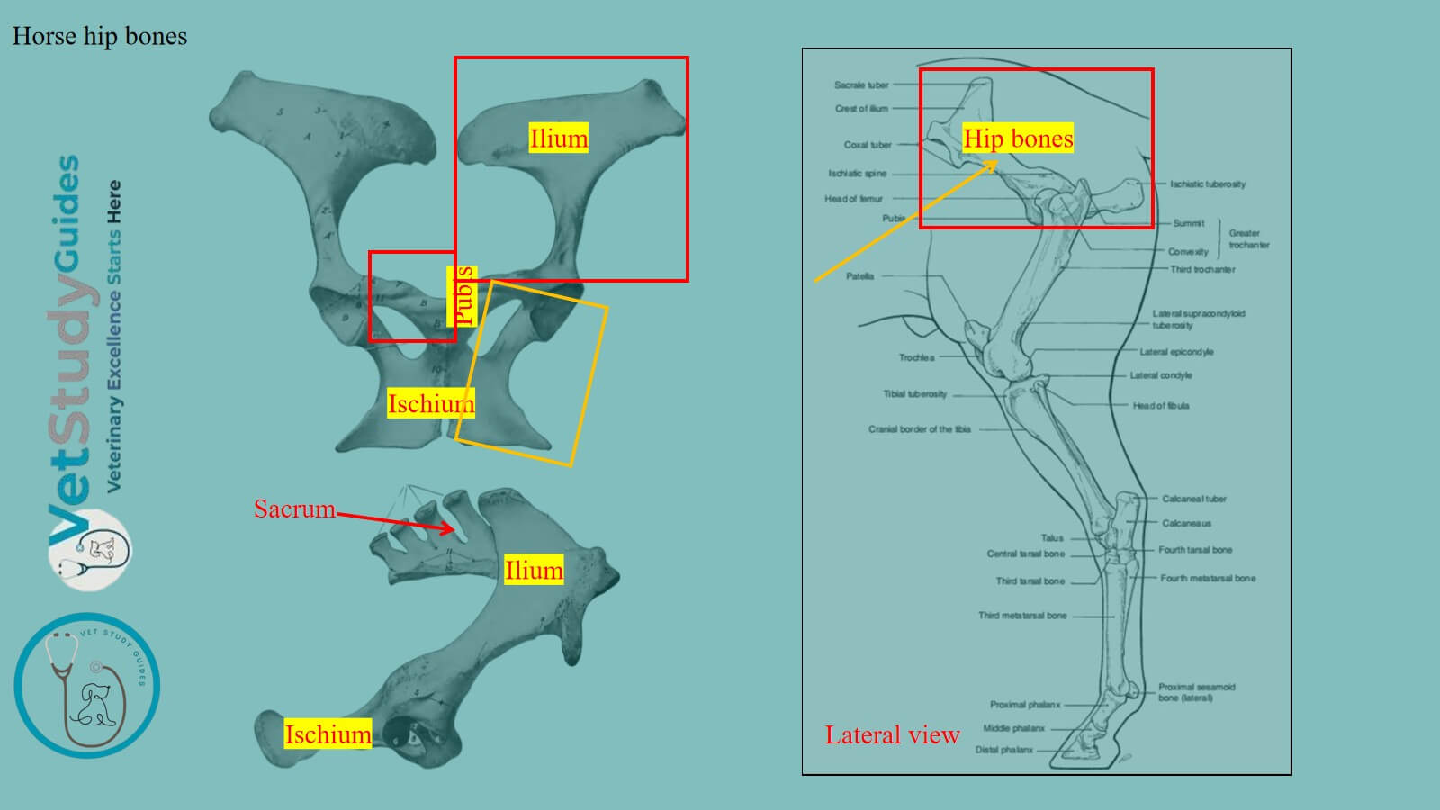 Horse hip bones