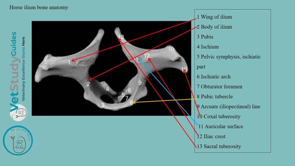 Horse ilium bone anatomy