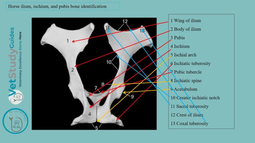 Horse ilium, ischium, and pubis bone identification points