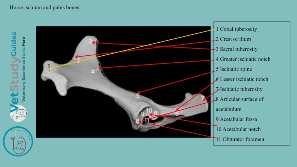 Horse ischium and pubis bones