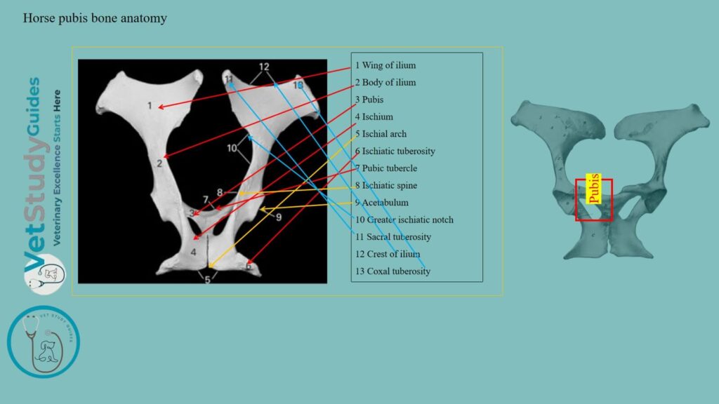 Horse pubis bone anatomy