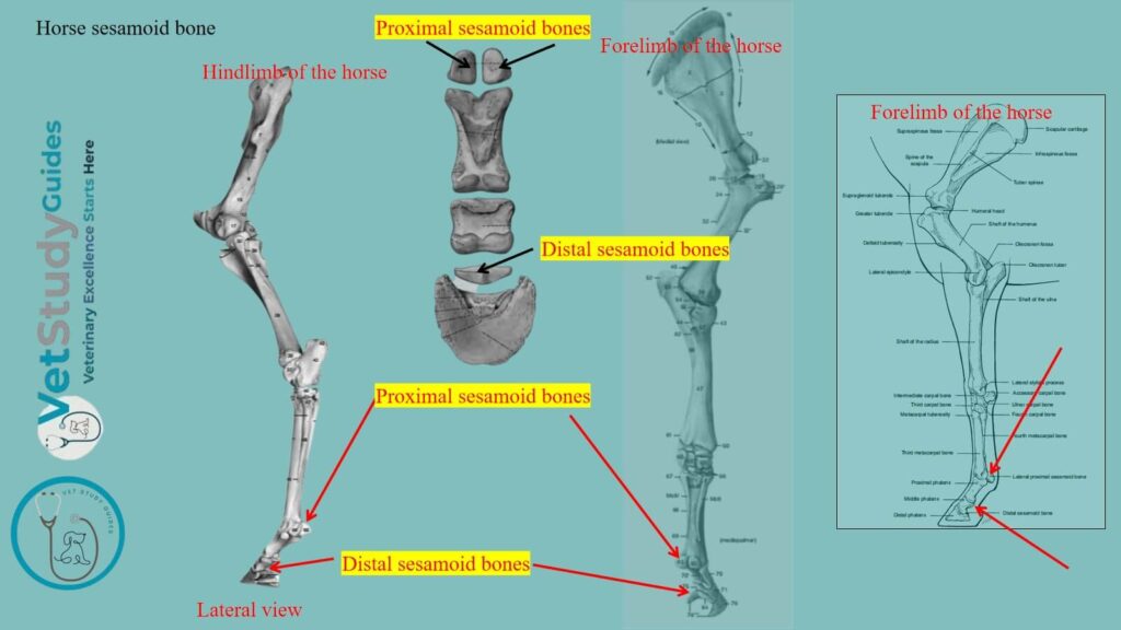 Horse sesamoid bone