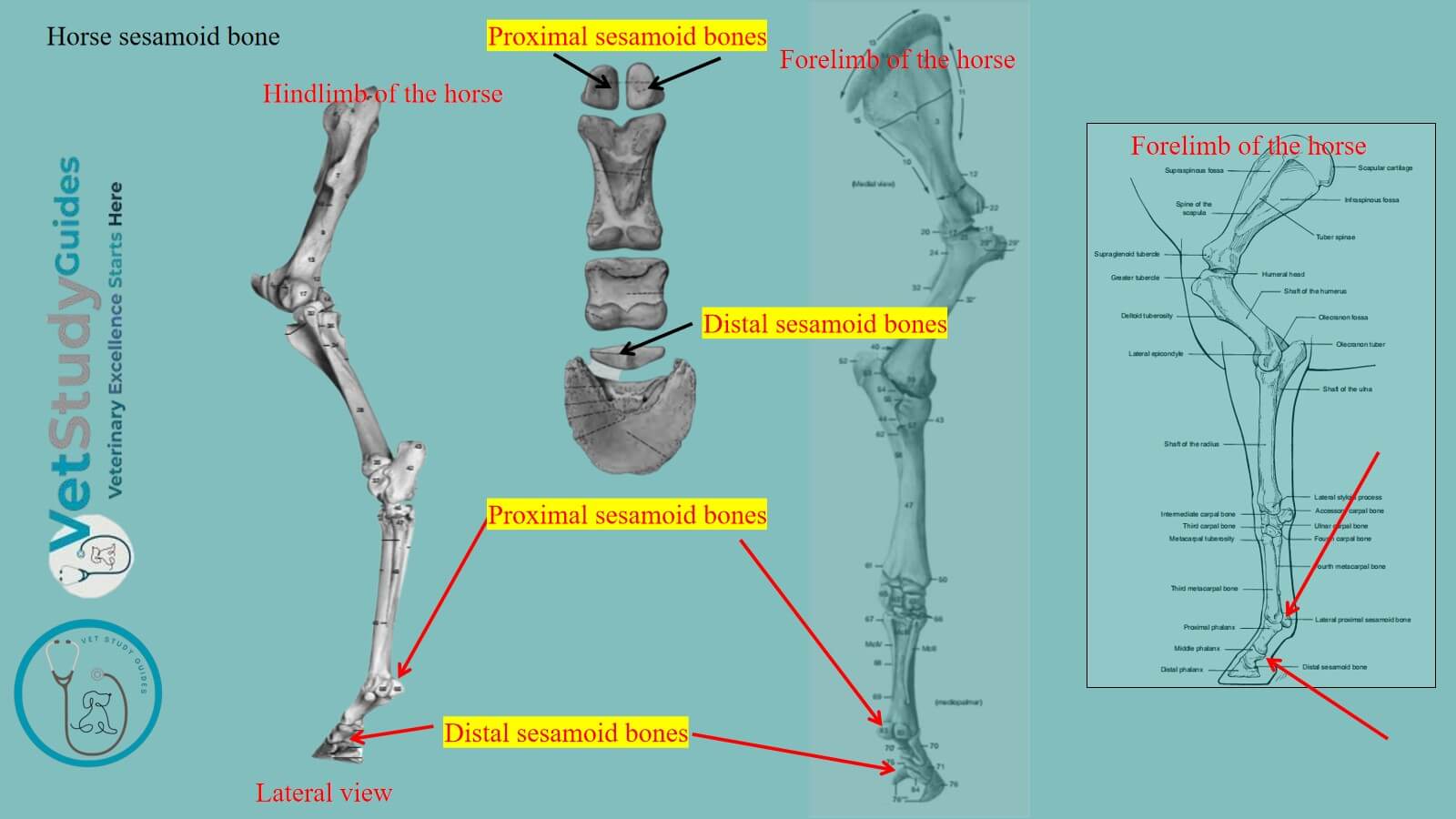Horse sesamoid bone