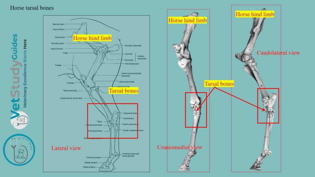 Horse tarsal bones