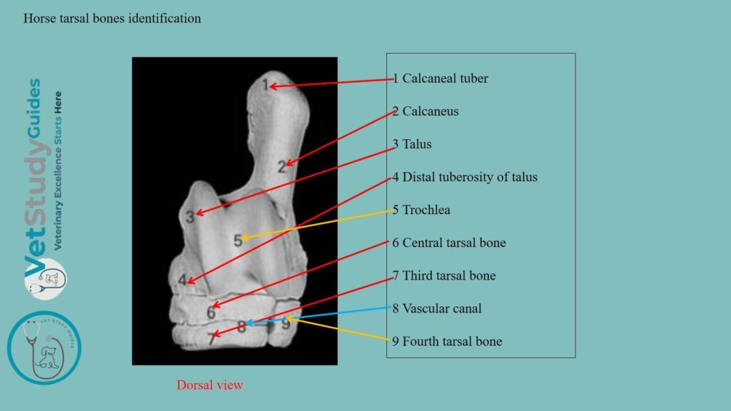 Horse tarsal bones identification
