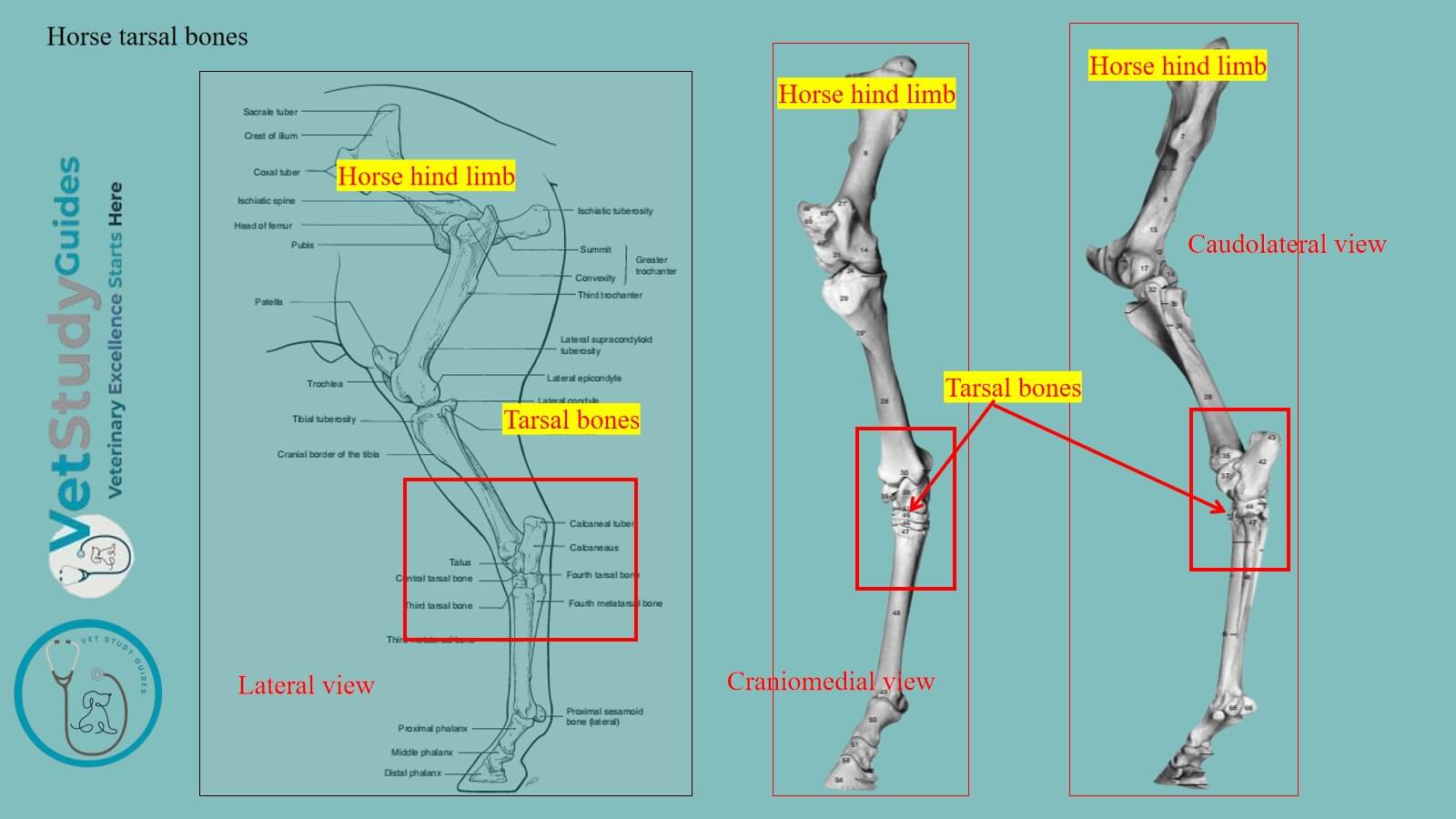 Horse tarsal bones