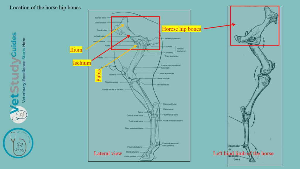 Location of the horse hip bones