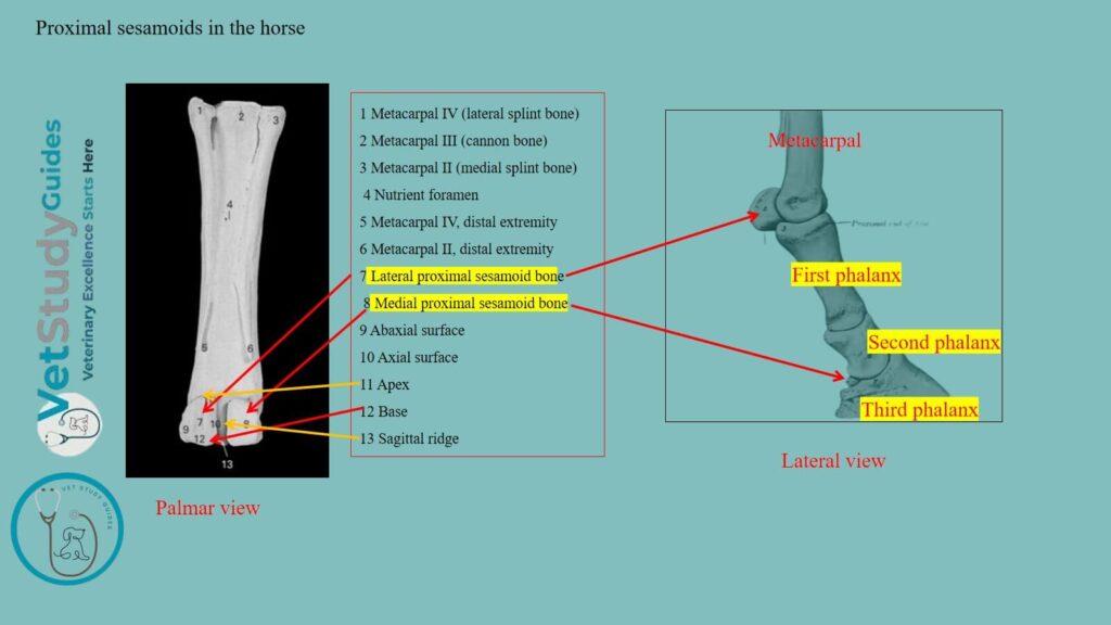 Proximal sesamoids in the horse