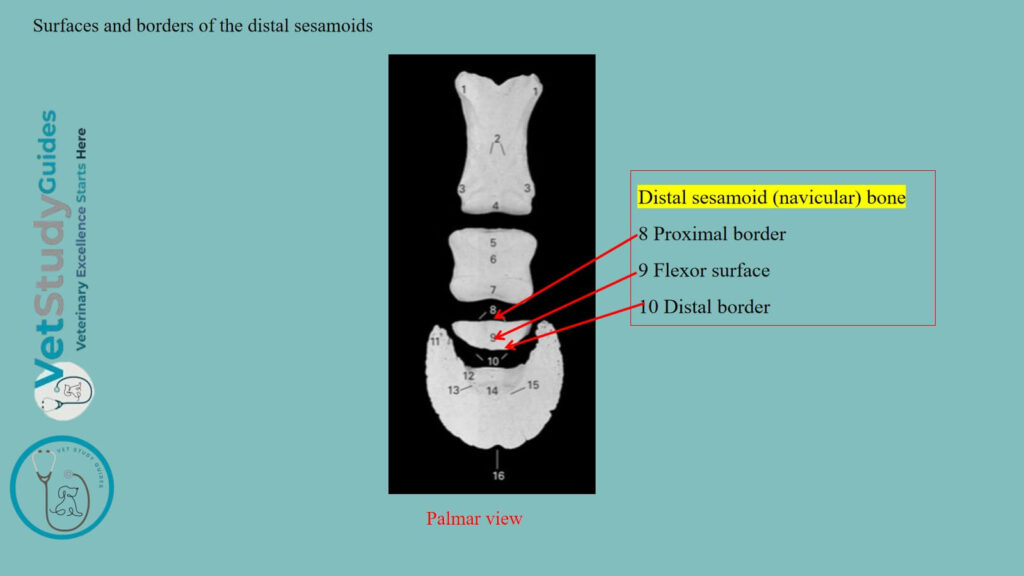 Surfaces and borders of the distal sesamoids