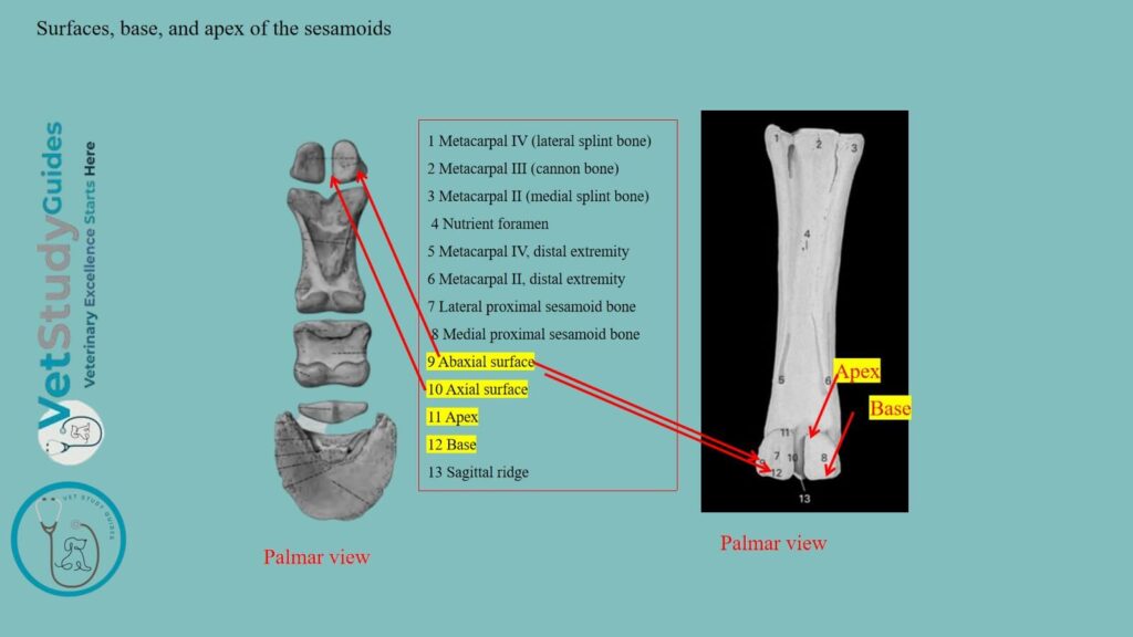 Surfaces, base, and apex of the sesamoids