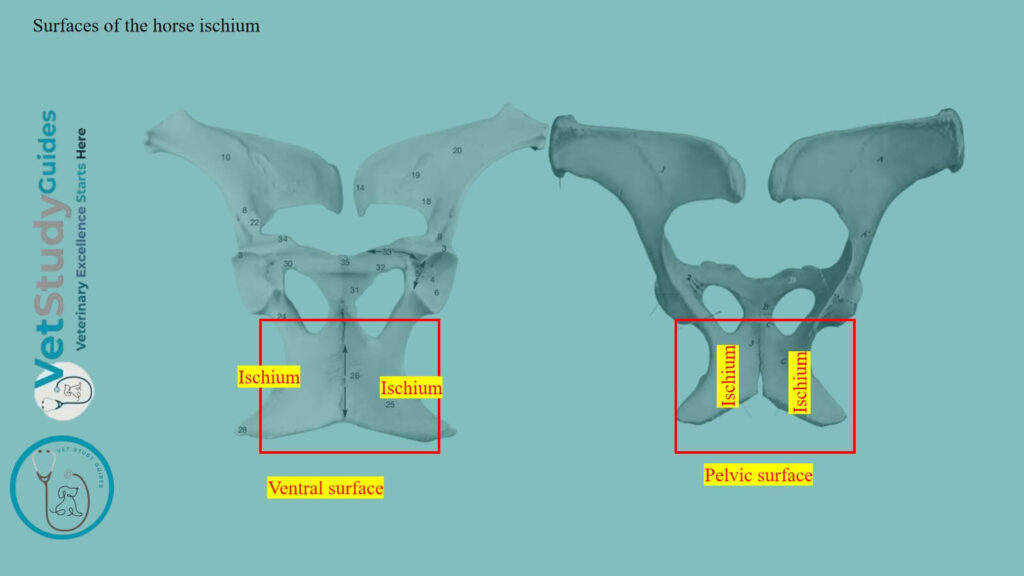 Surfaces of the horse ischium