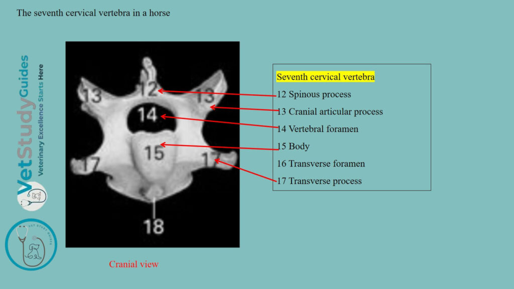 The seventh cervical vertebra in a horse