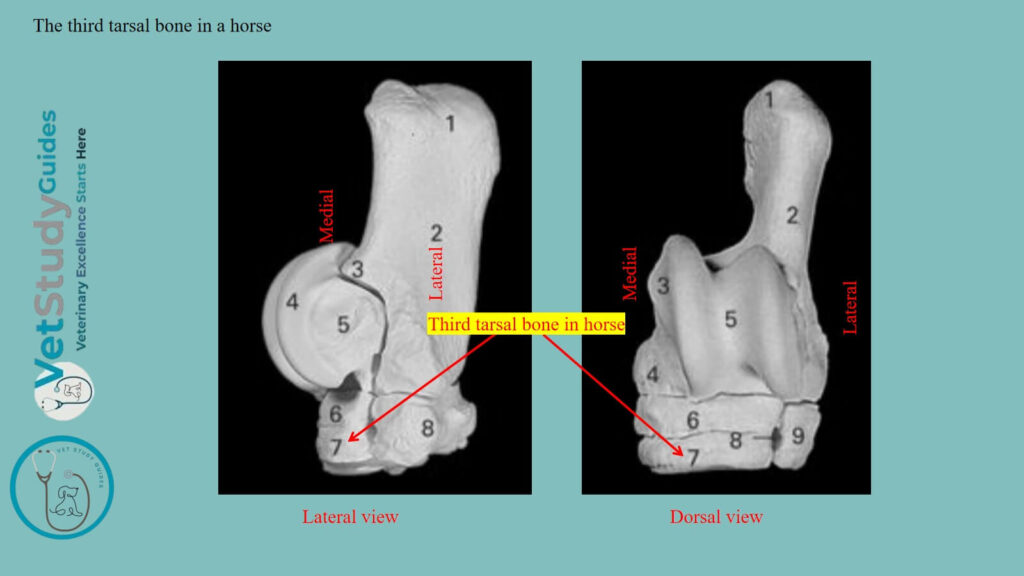 The third tarsal bone in a horse