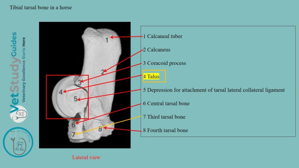 Tibial tarsal bone in a horse