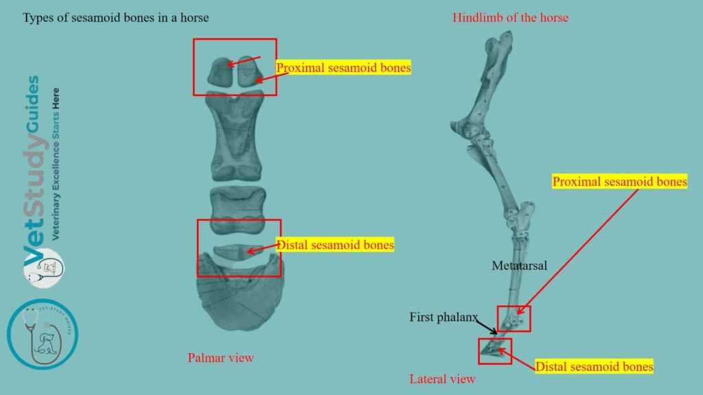 Types of sesamoid bones in a horse