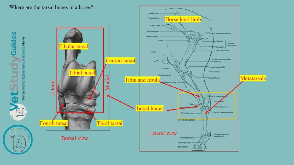 Where are the tarsal bones in a horse
