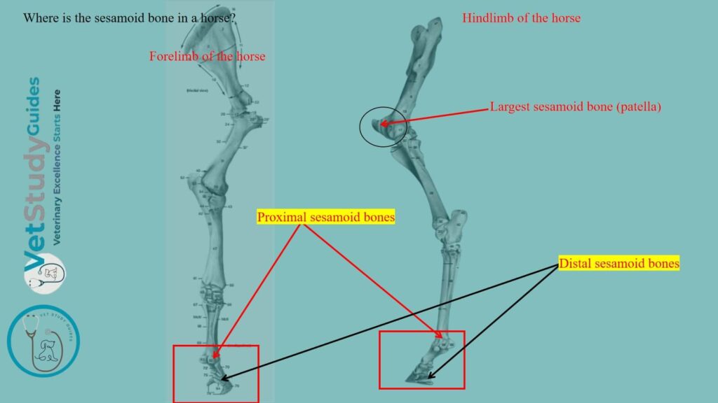 Where is the sesamoid bone in a horse