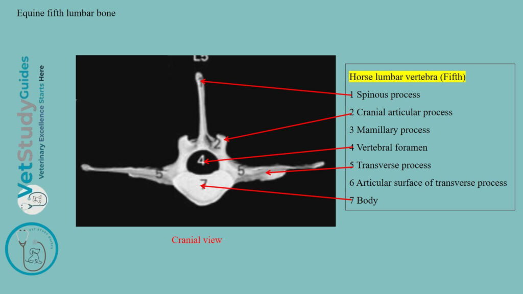 Equine fifth lumbar bone