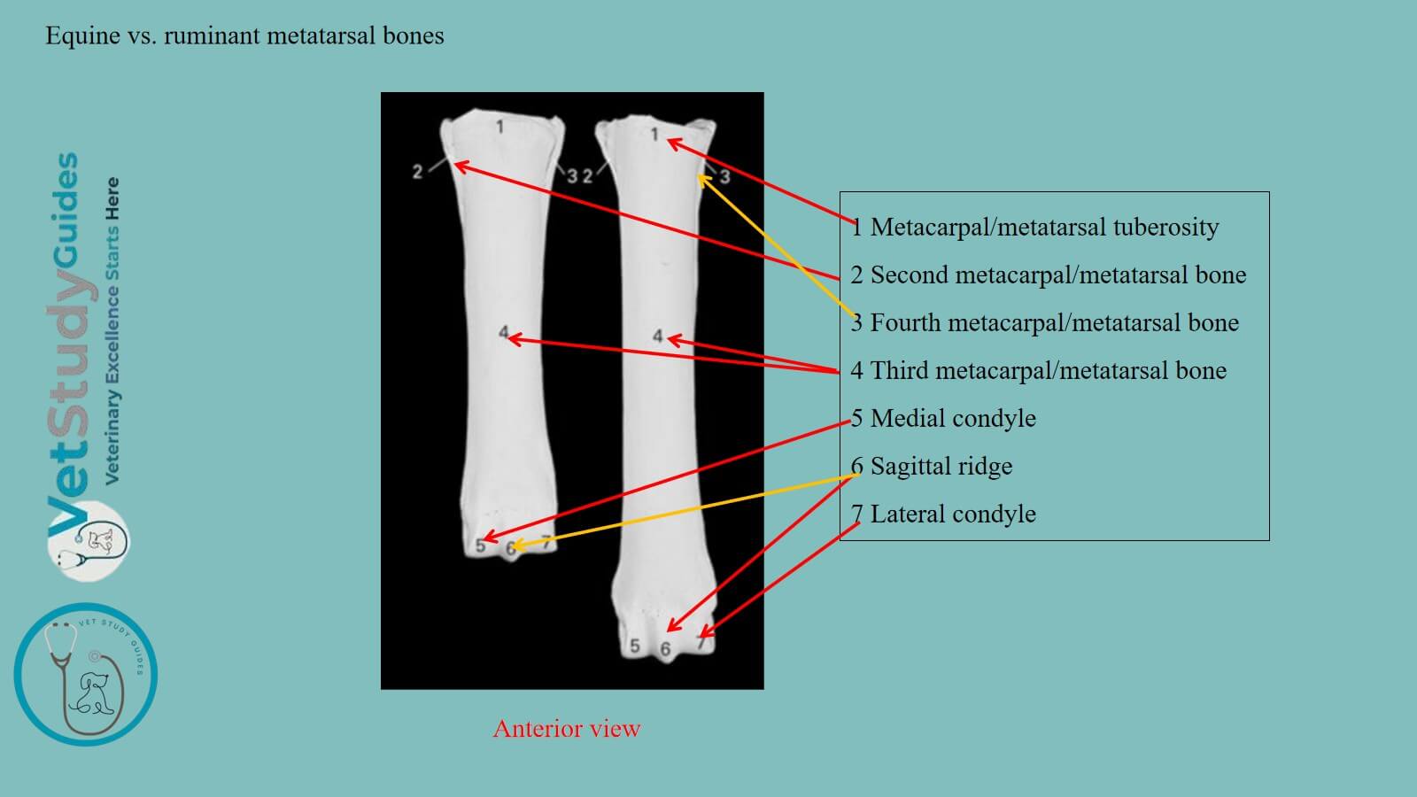Equine vs. ruminant metatarsal bones