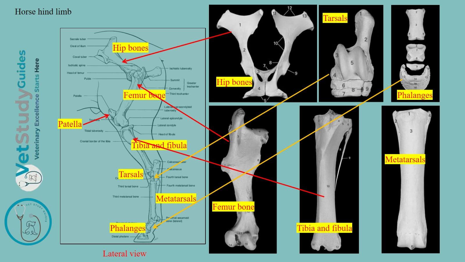 Horse hind limb