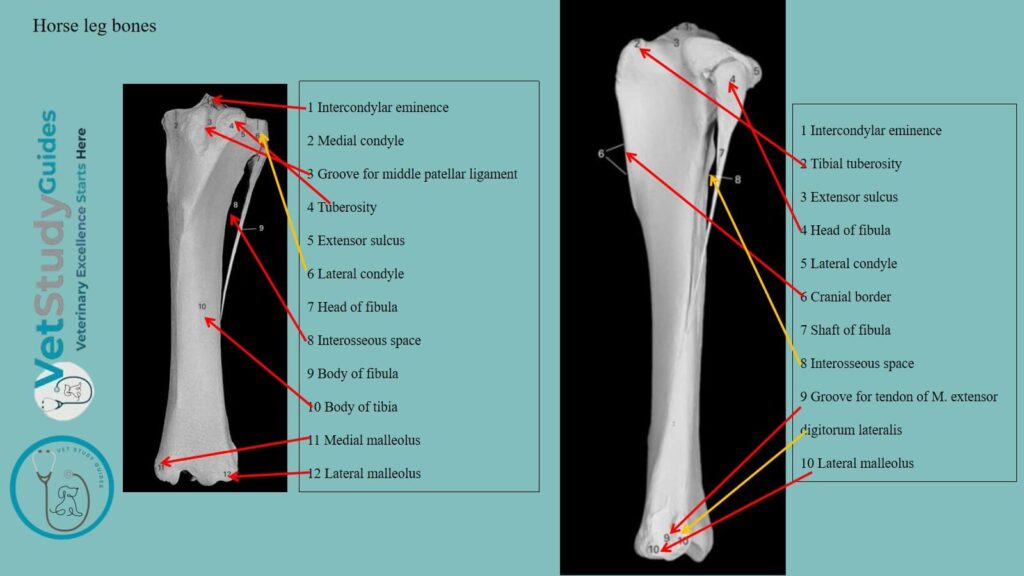 Horse leg bones