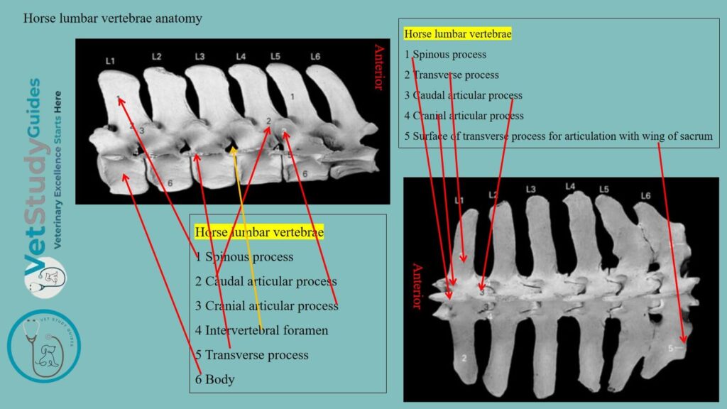 Horse lumbar vertebrae anatomy