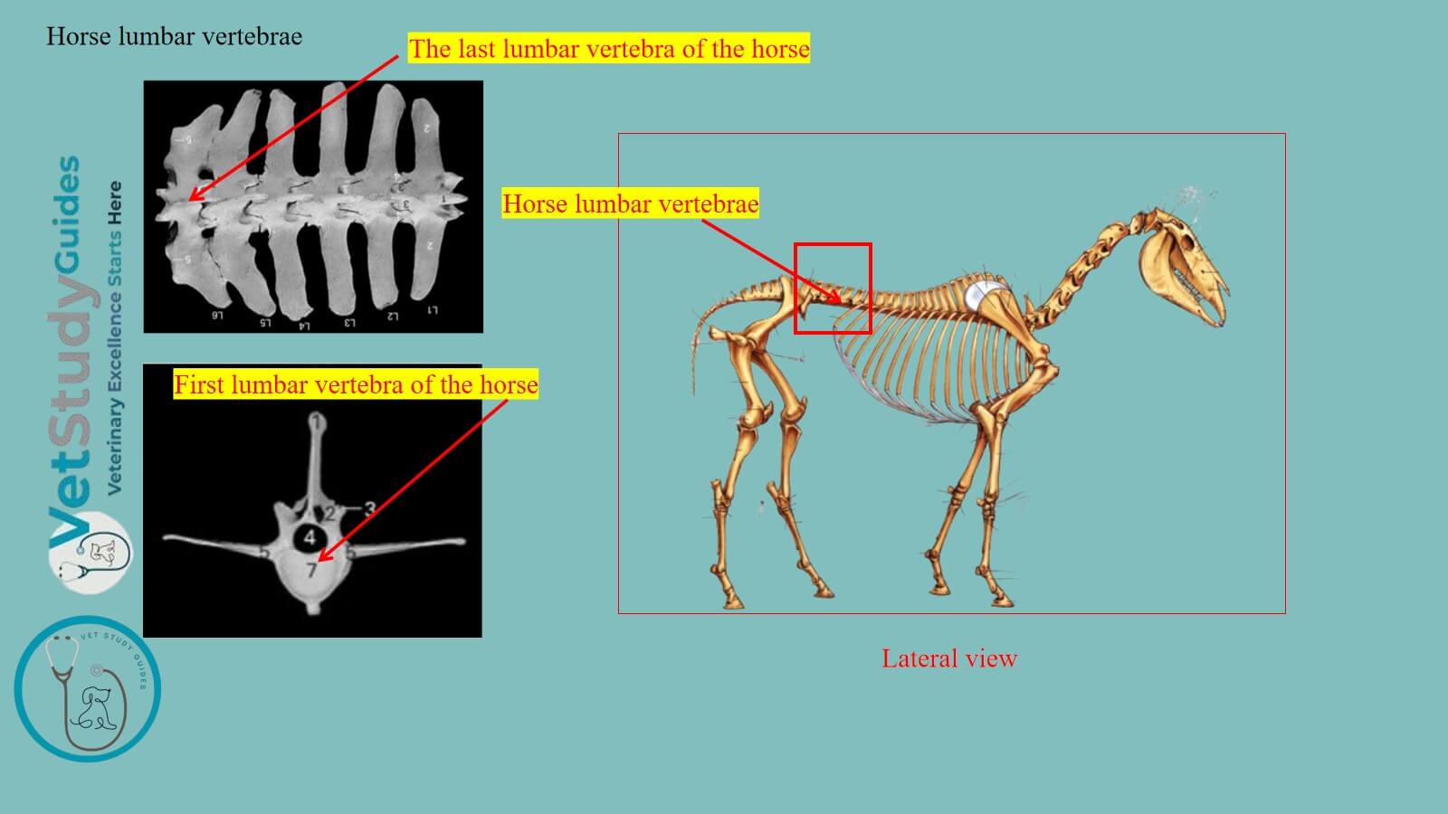 Horse lumbar vertebrae