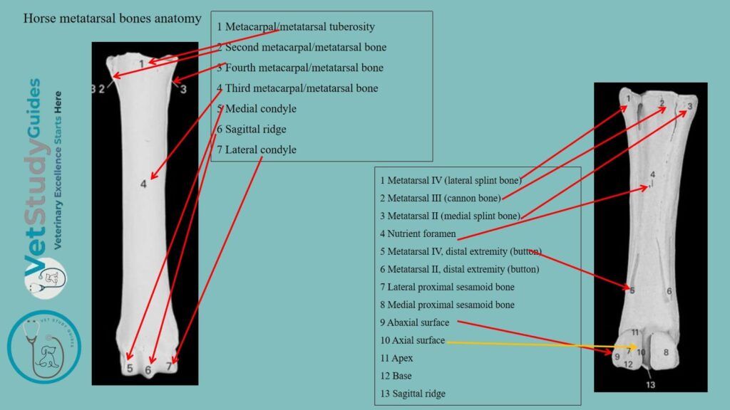 Horse metatarsal bones anatomy