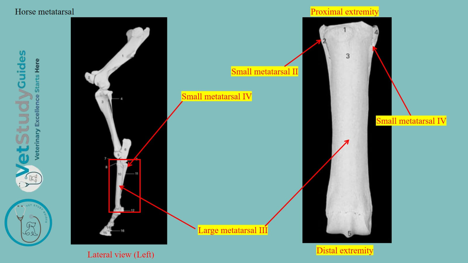 Horse metatarsal
