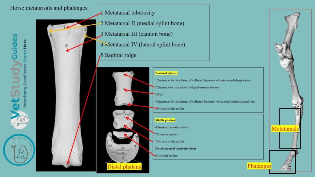 Horse metatarsals and phalanges