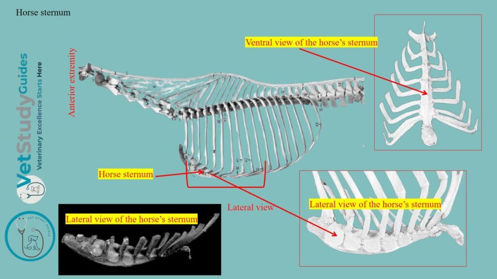 Horse sternum