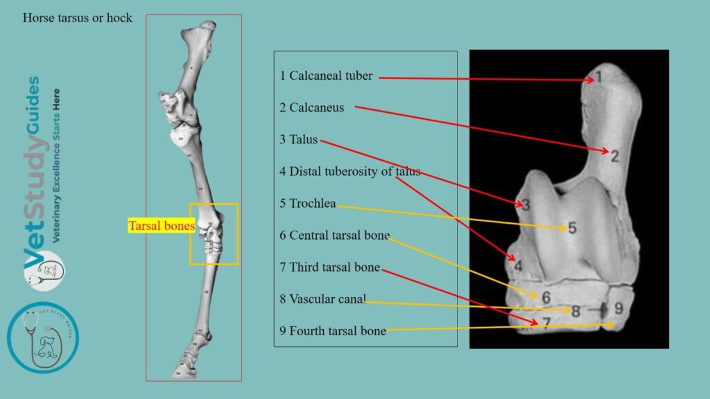 Horse tarsus or hock