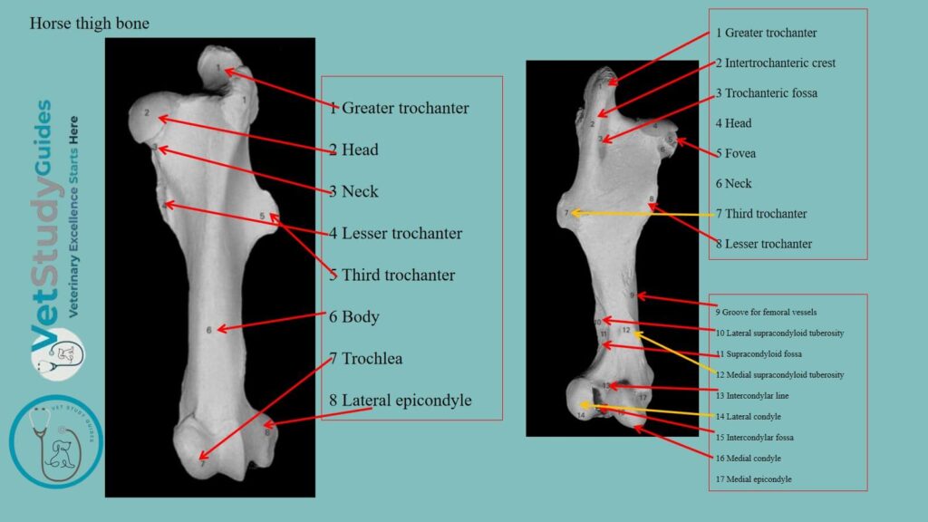 Horse thigh bone