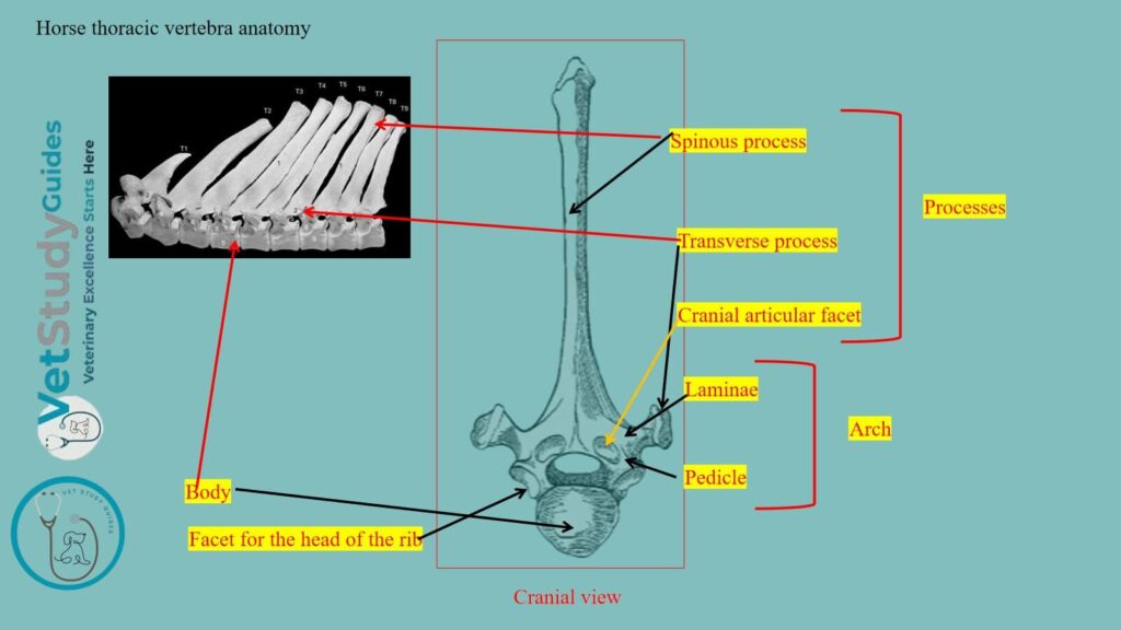 Horse thoracic vertebra anatomy