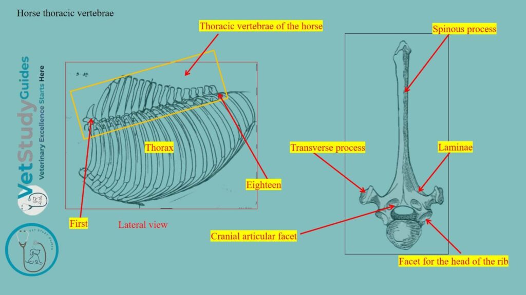 Horse thoracic vertebrae
