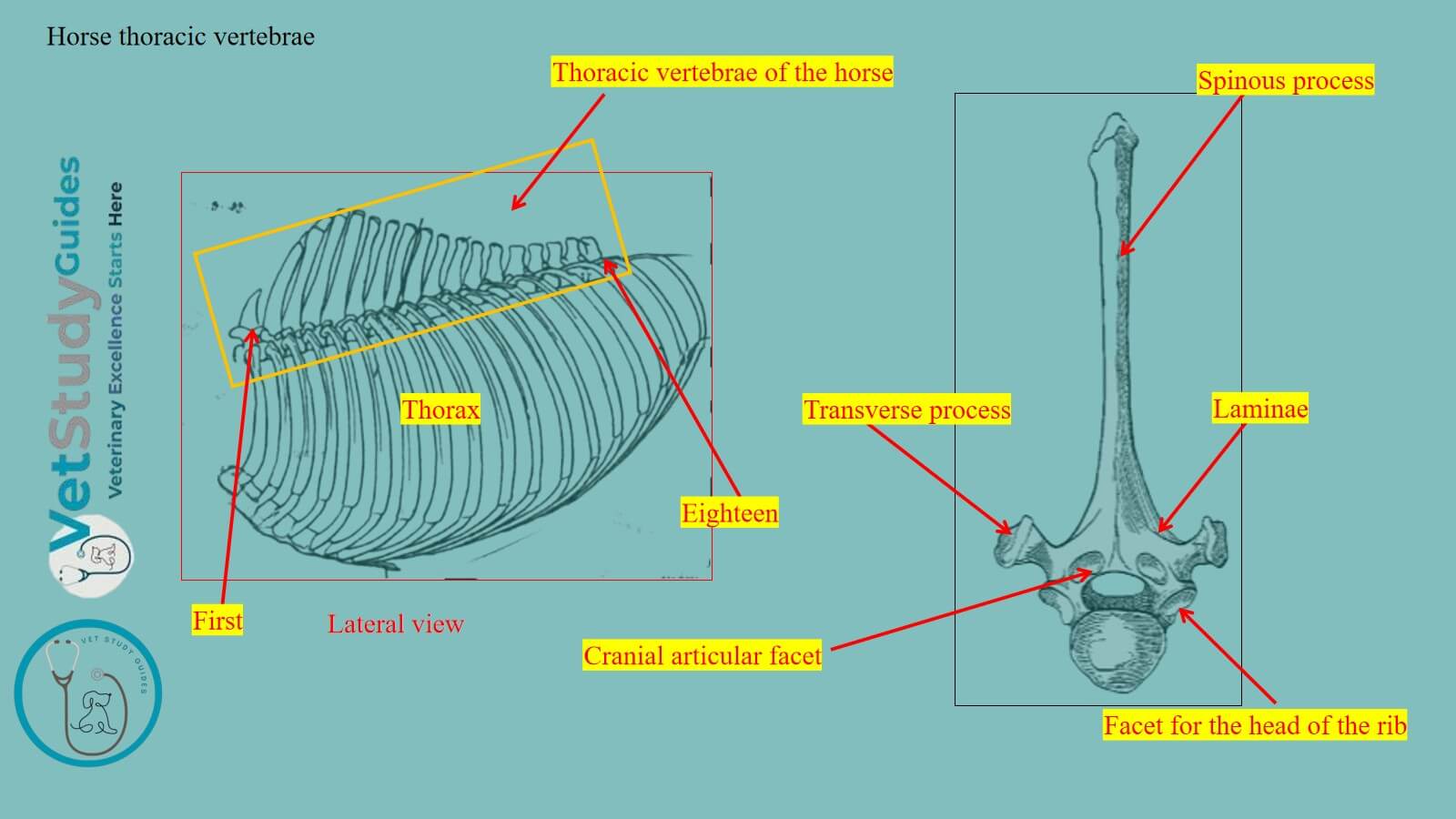 Horse thoracic vertebrae