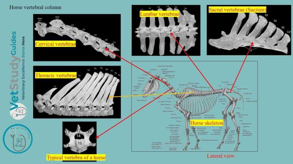 Horse vertebral column