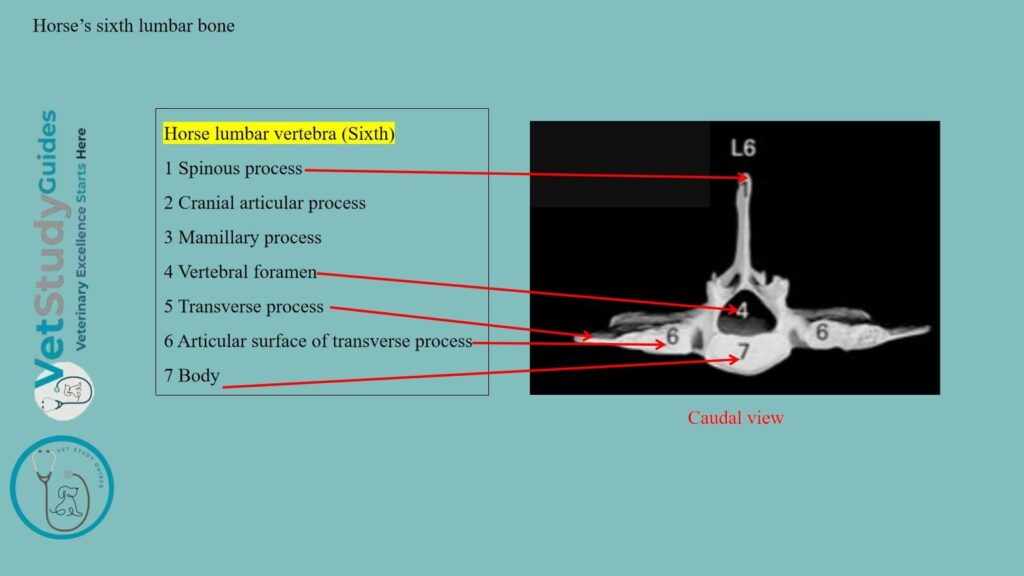 Horse's sixth lumbar bone
