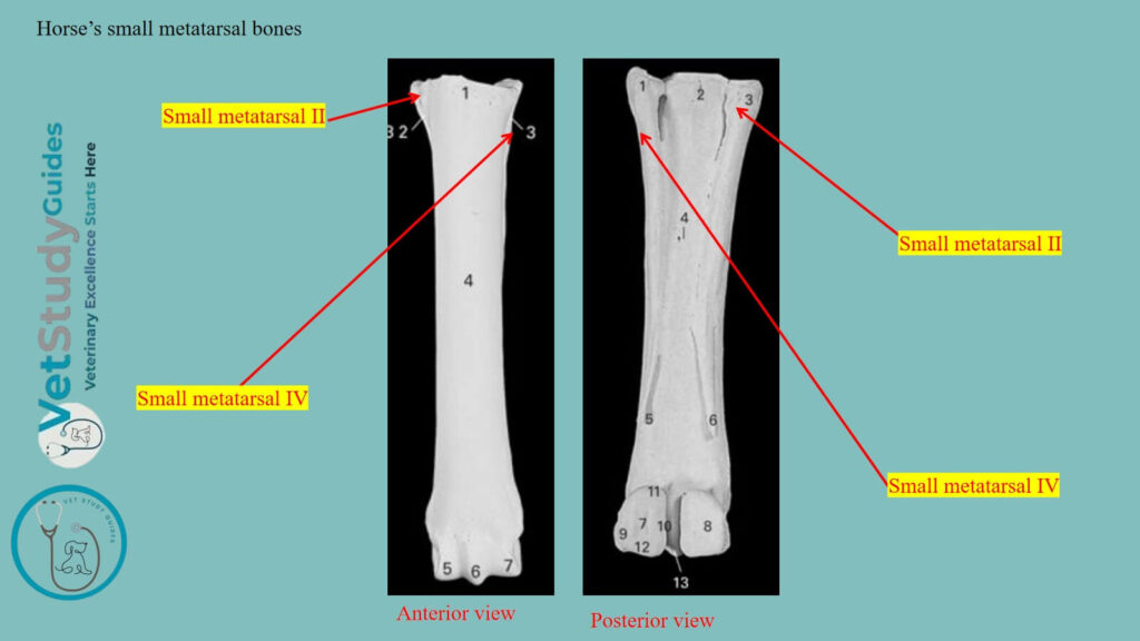 Horse’s small metatarsal bones