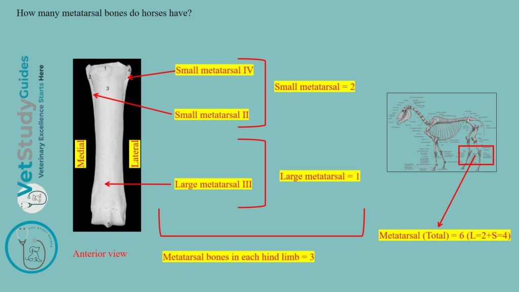 How many metatarsal bones do horses have