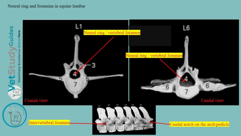 Neural ring and foramina in equine lumbar